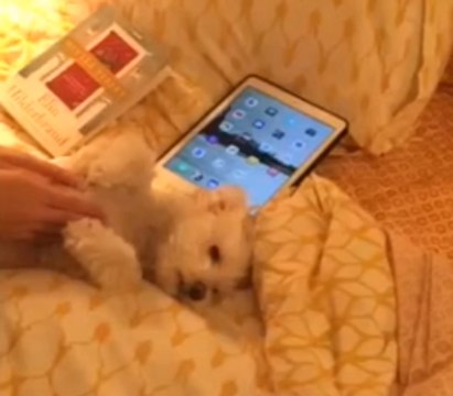 Benny's Happy and He Knows It, Claps His Paws