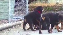 Cute Rottweiler Puppies Playing Together.