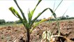 Worst Drought in Decades Causes Problems for Farmers in El Salvador