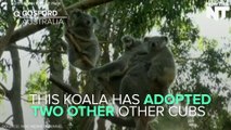 This Mother Koala Adopted Two Other Really Cute Cubs