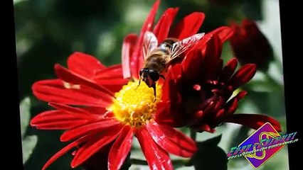 AMAMI PER SEMPRE  ( SALVO MIRAGLIA ) (2)