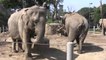 Animal Life Video: Elephants in Zoo (Elephant Video)