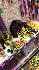 Un chat dans un magasin de jouets pour chat... Aux anges!