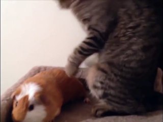 морская свинка и шалун котейкин