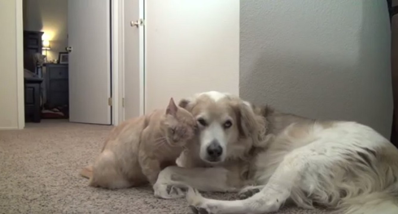 Un chat fait des câlins à un chien