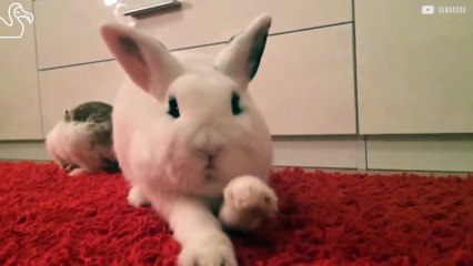 Des lapin trop mignon baillent