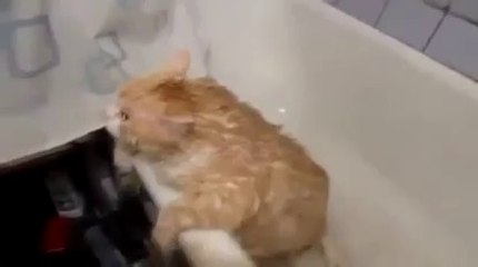 下载视频: Trop gros pour sortir de la baignoire - Pauvre chat