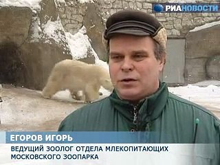 Полтонны ловкости, ума и нежности: брачные игры белых медведей