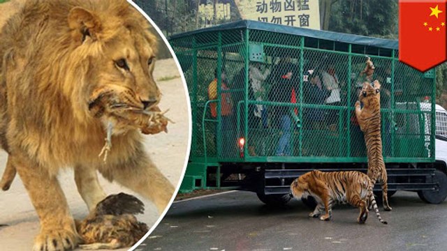 Chinese zoo sends guests out in cages to feed lions, tigers and bears