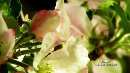 Li Khamsah Tun (arabic) Muhammad Farees Siddiqui - New Naat Album [2016]