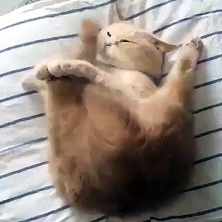 Most Bored Cat Ever