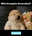 Cute Puppy having a dream