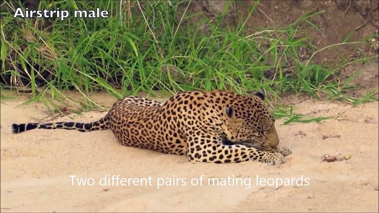 Mating Leopards With Different Sex Position - Dailymotion Video
