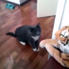 Cat really hates this tiger