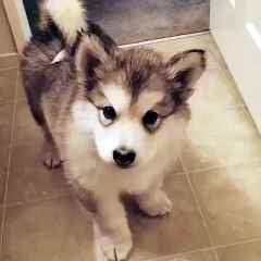 His first attempt in howling