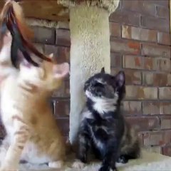 Kitten falls asleep standing up