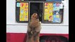 Zack the Golden Retriever and the ice cream man - Jukin Media Verified (original)