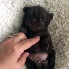 Tiny chihuahua yawning