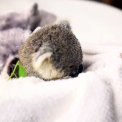 Baby koala is just too cute to handle