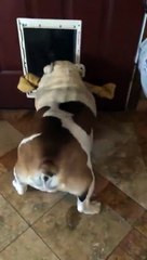 Bulldog can't fit bone through door