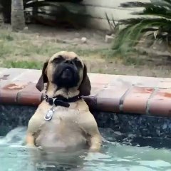 Dog loves the hot tub