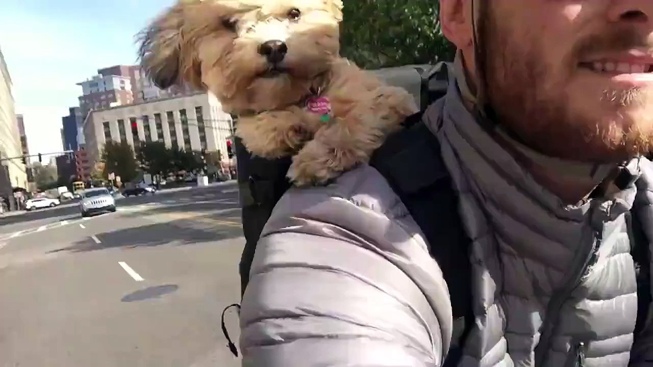 Dog on bike