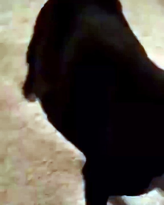 He was born to dance