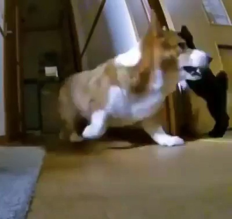 Kitten thinks hes a Jaguar