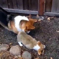Little puppy tries to copy his big brother