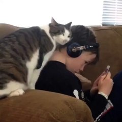 This cat really loves his boy
