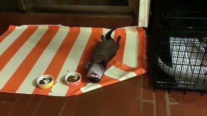 This otter is taking laziness to a whole new level﻿