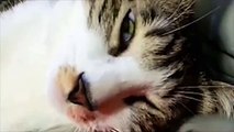 Cat wakes up from her dreams when owner says food
