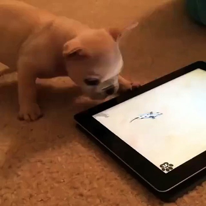 You need this puppy