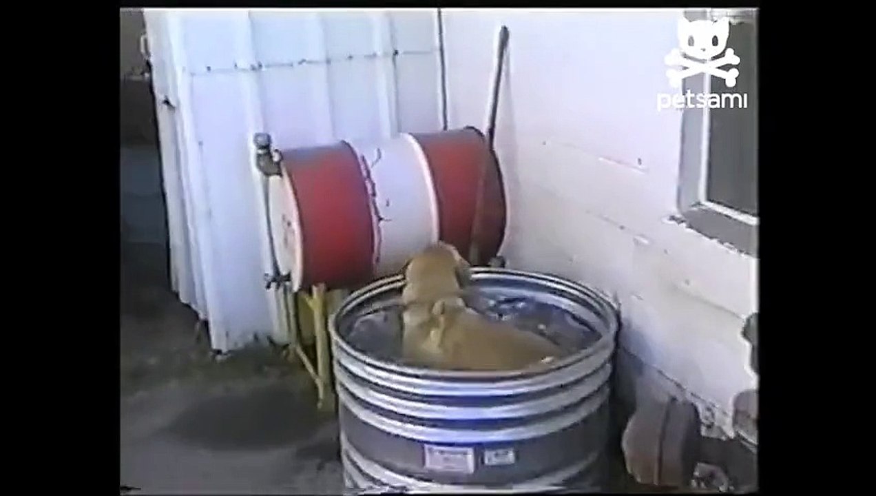 Bath Tub Fart my funny Dog Farts Underwater,two Dogs enter one bubble leaves