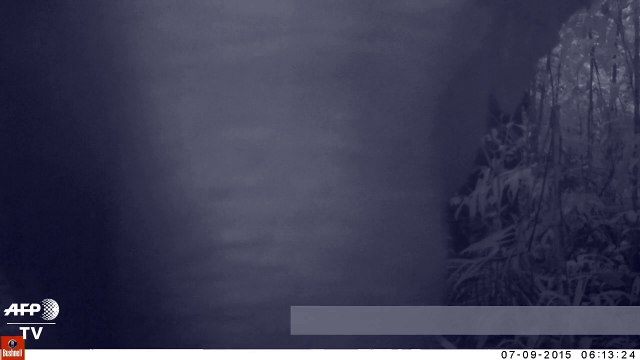 Cambodge: des images d'éléphants sauvages, espoir pour l'espèce