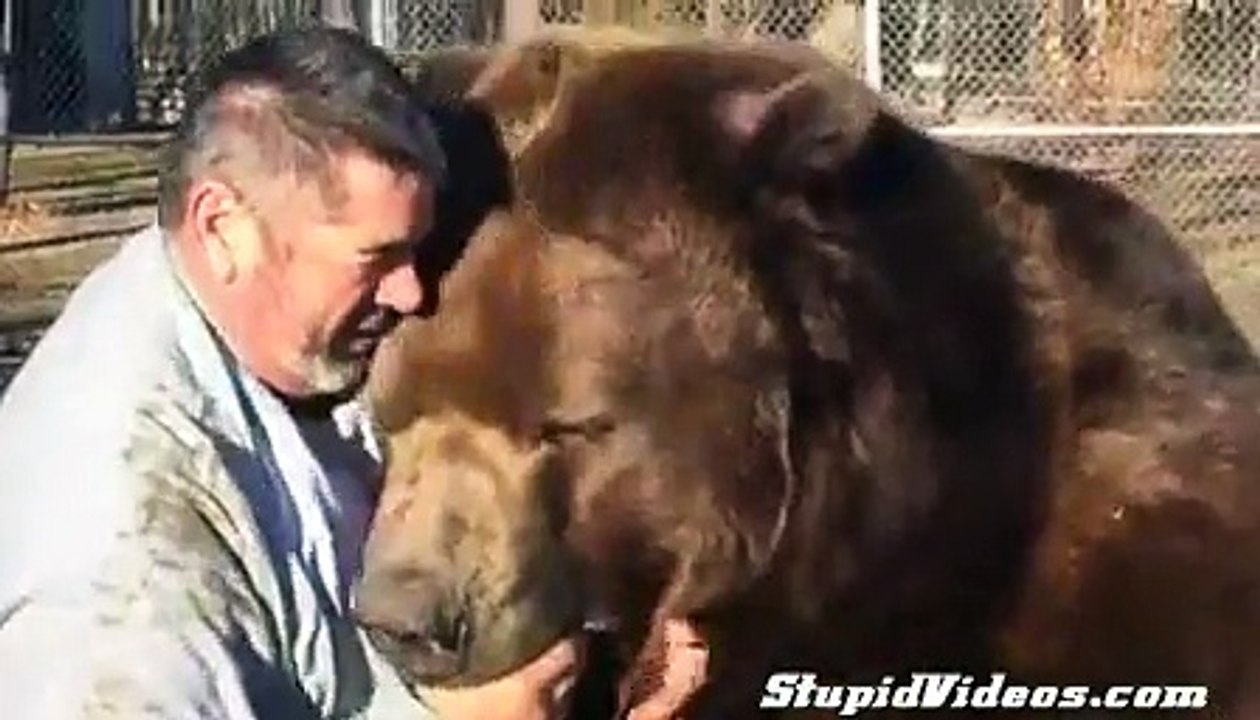 Friendly Grizzly Bear