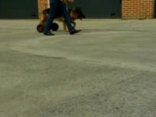 Berger allemand handicapé