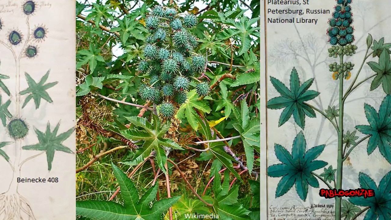 El manuscrito de Voynich nuevos descubrimientos