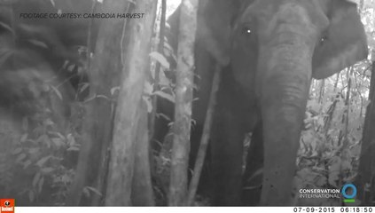 Rare footage of an Asian elephant herd in Cambodia