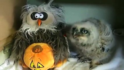 Baby owl is groovin with stuffed Halloween owl
