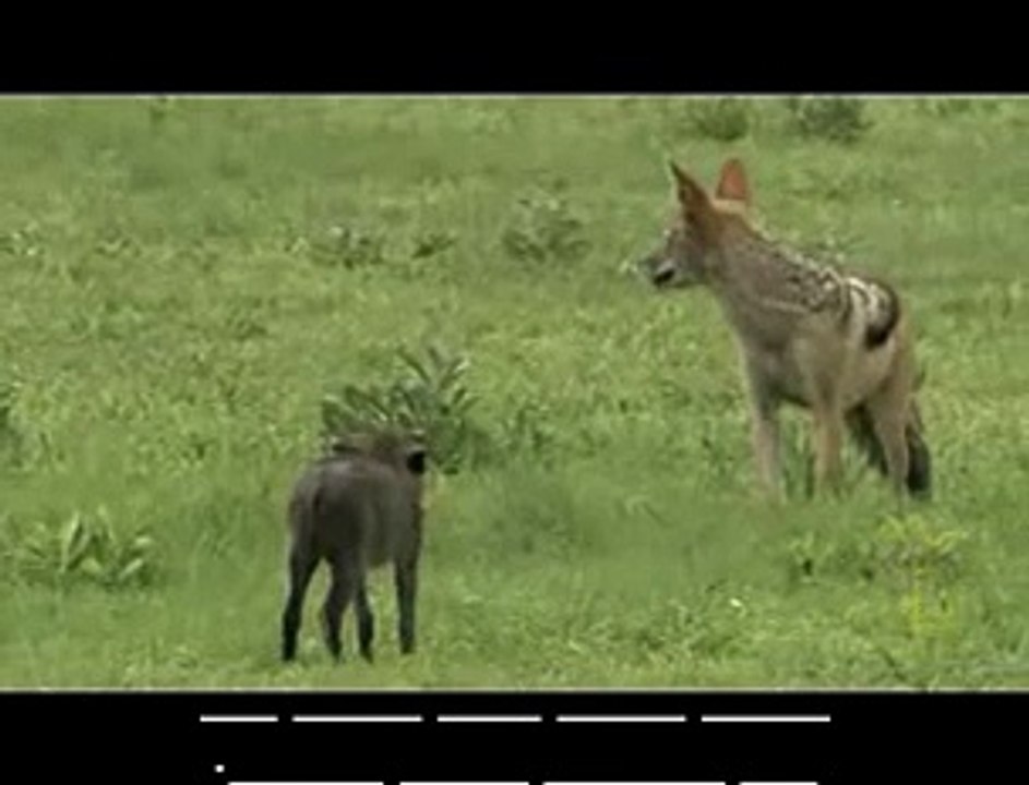 مواجهة الثعلب مع صغار الخنازير