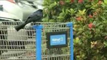 Walmart cerrará 269 tiendas en todo el mundo, 115 en Latinoamérica