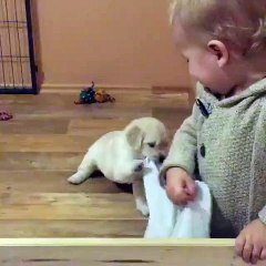 Cutest tug of war
