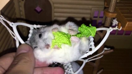 I want to chill like this hamster