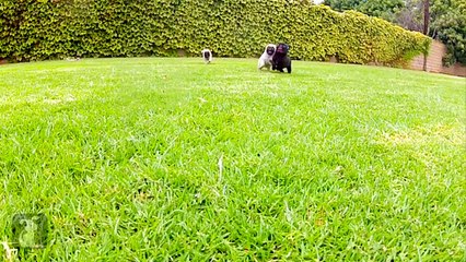 So much cuteness in this video