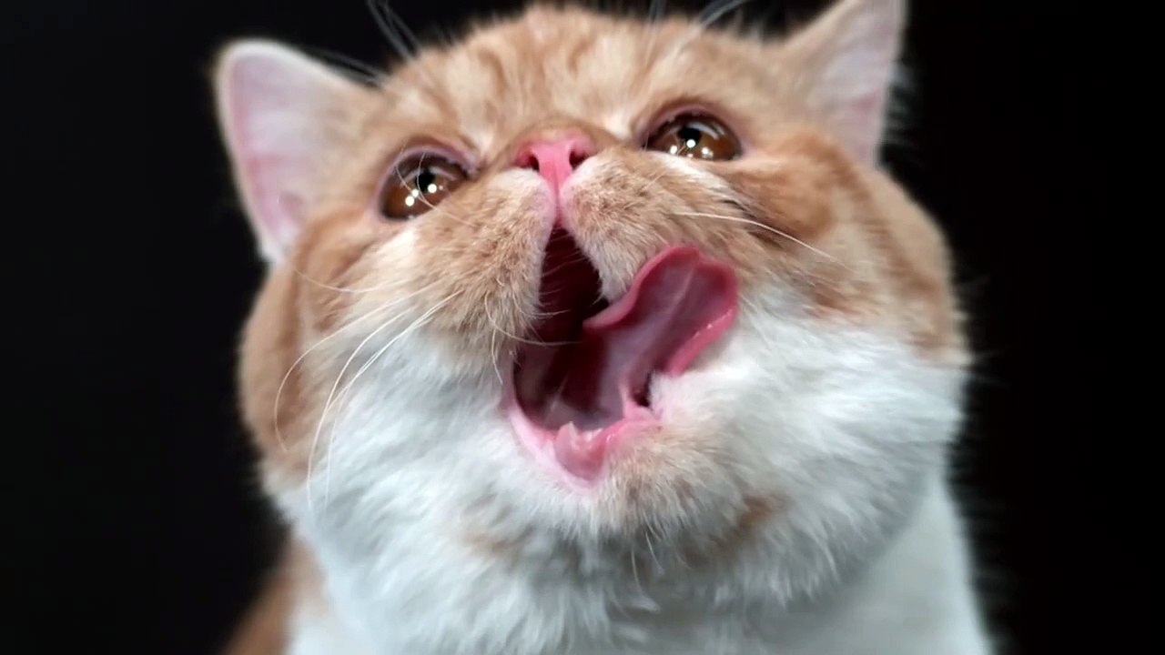 These portraits of cats shaking themselves clean are weirdly cute