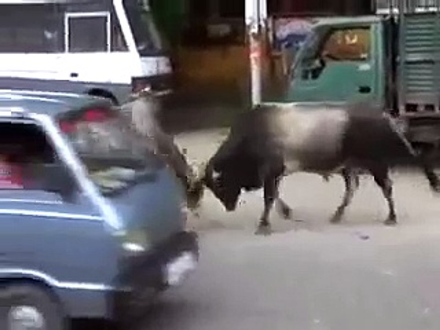 ⁣cow fighting.mp4