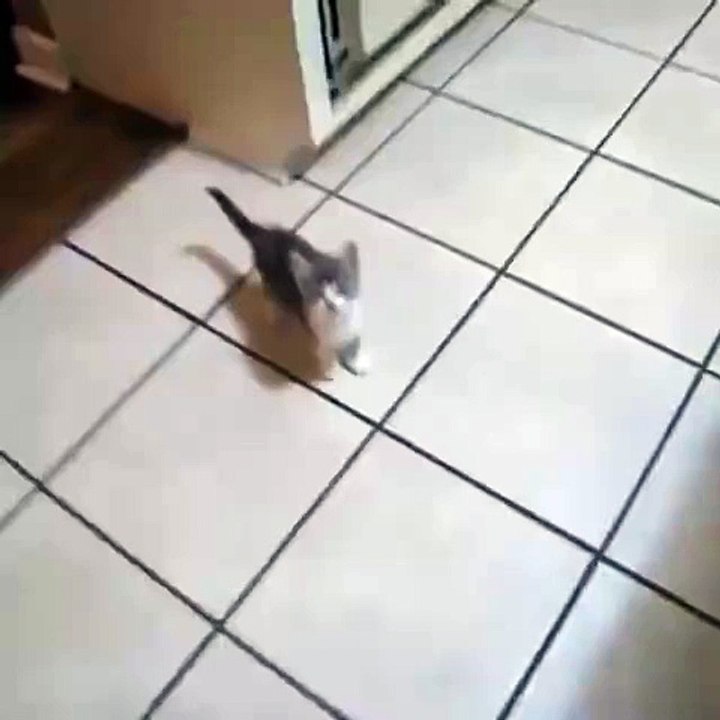 Lots of meowing