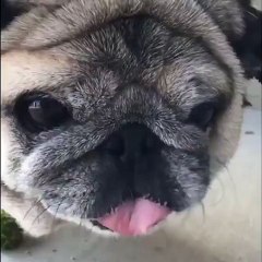 Pug eating some broccoli