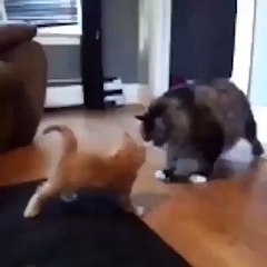 combat entre les chats